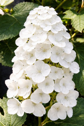 Гортензія дуболиста Аліса|Hydrangea quercifolia Alice|Гортензия дуболистная Алиса